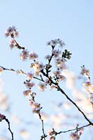 Prunus x subhirtella 'Autumnalis Rosea' - Winter Flowering Cherr
