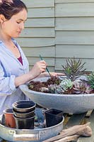 Using dry paint brush to remove compost from foliage of newly planted succulents