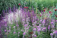 Border with Salvia nemorosa 'Caradonna' Stipa tenuissima 'Wind Whispers' Monarda 'Jacob Cline' and  Sidalcea 'Elsie Heugh' 