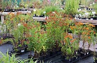 Plants for sale at Bluebell Cottage Gardens Nursery, Cheshire, UK