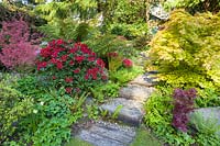 Packed borders either side of path with steps. Plants include: Rhododendron, Acer palmatum - Japanese acers and
 ferns 