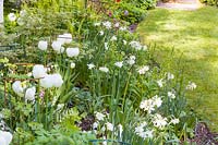 A section of a white border planted with tulips and Narcissus 'Thalia'