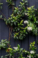 Trachelospermum jasminoides trained against black wooden fence