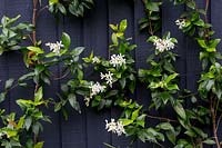 Trachelospermum jasminoides trained against black wooden fence