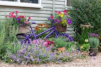 Painted childs bike with baskets of colourful bedding plants