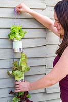Hanging strings of painted tin cans planted with lettuce