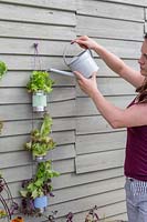 Watering lettuce in hanging strings of tin cans