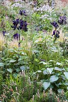 Bearded Iris 'Black Tie Affair', Pinus mungo, Salvia 'Amistad', Stipa tenuissima and Rosmarinus officinalis  - RHS Feel Good Garden - Built by Rosebank Landscaping - Sponsor: the RHS - RHS Chelsea Flower Show 2018 