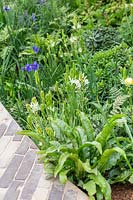 Path edged with Asplenium, Camassia and Iris - RHS Feel Good Garden -Built by Rosebank Landscaping - Sponsor: the RHS - RHS Chelsea Flower Show 2018