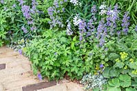 Path edged with Geranium and Nepeta - RHS Feel Good Garden -Built by Rosebank Landscaping - Sponsor: the RHS - RHS Chelsea Flower Show 2018
