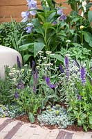 Path edged with Salvia, Sedum, Achillea and Digitalis - RHS Feel Good Garden - Built by Rosebank Landscaping - Sponsor: the RHS - RHS Chelsea Flower Show 2018