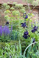 Bearded Iris 'Black Tie Affair' with Angelica archangelica and Salvia nemorosa 'Amethyst' - RHS Feel Good Garden - Built by Rosebank Landscaping - Sponsor: the RHS - RHS Chelsea Flower Show 2018