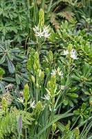 Pittosporum tobira 'Nana' and Camassia - RHS Feel Good Garden - Built by Rosebank Landscaping - Sponsor: the RHS - RHS Chelsea Flower Show 2018
