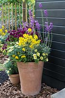 Terracotta pot planted with colourful erysimums, petunias and marguerites - RHS Chelsea Flower Show 2018