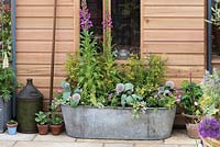 Recycled metal bath tub planted with foxgloves, alliums, euphorbia, pelargonium and ivy - RHS Chelsea Flower Show 2018