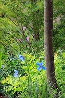 Best Show Garden - The Morgan Stanley Garden for the NSPCC - Meconopsis - Blue Himalayan Poppy and Royal Fern Osmunda regalis - Sponsor: Morgan Stanley - RHS Chelsea Flower Show 2018