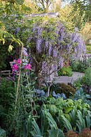 Wisteria sinensis with Chard, Leeks, Cabbages, Kale and Sweet Peas - Welcome to Yorkshire Garden - Sponsor: Welcome to Yorkshire - RHS Chelsea Flower Show 2018