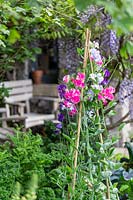 Flowering Sweet peas - Lathyrus - growing up bamboo stick wigwam. Welcome to Yorkshire garden, Sponsor: Welcome to Yorkshire, RHS Chelsea Flower Show, 2018.
