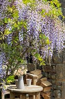 Welcome to Yorkshire Garden - Wisteria overhanging small wooden table with jug and mugs - Sponsor: Welcome to Yorkshire - RHS Chelsea Flower Show 2018