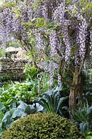 Welcome to Yorkshire Garden - Wisteria and Brassica oleracea Nero di Toscana, Red Cabbage, Beetroot, Rainbow Chard, dry stone wall - Sponsor: Welcome to Yorkshire - RHS Chelsea Flower Show 2018