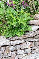 Welcome to Yorkshire Garden - Ferns above dry stone wall - Sponsor: Welcome to Yorkshire - RHS Chelsea Flower Show 2018