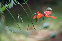 Papaver rhoeas - looping field poppy and buds