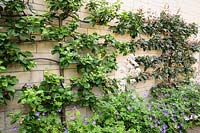 View of espaliered fruit trees underplanted with Geranium 'Rozanne'.