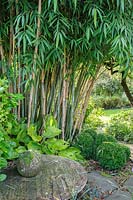 Borinda macclureana KR 6243 - Bamboo with stone sculpture - Shropshire, UK