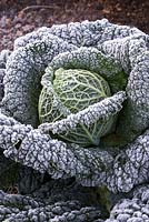 Brassica oleracea var. capitata - Savoy Cabbage 'Winterfurst 2' in winter frost. 