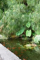 View of garden pond, with fish and aquatic planting. The Hanbury Botanic Garden, nr Ventimiglia, Italy.
