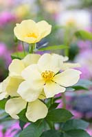 Rosa 'Tottering-By-Gently', Austin Roses - RHS Chelsea Flower Show, 2018 -New Variety 2018