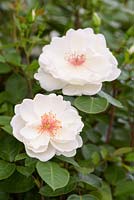 Rosa 'Starlight Symphony' - Rose of the year 2019 - Herkness Roses - RHS Hampton Flower Show 2018