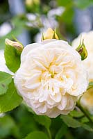 Rosa 'Eirene' - New for 2018 - Fryer's Roses - RHS Hampton Flower Show 2018