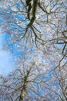 Fagus - Beech tree in the snow against blue sky 