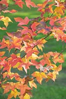 Liquidambar acalycina 'Spinners' - Sweet gum tree leaves 