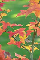 Liquidambar acalycina 'Spinners' - Sweet gum tree leaves 
