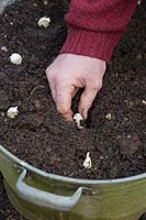 Allium sativum - Planting Garlic bulbs in a metal tub 