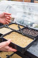 Woman placing tray of recently sown seed under propagator. 