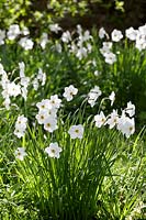 Narcissus poeticus 'Pheasant's Eye'  Watcombe, Somerset, UK