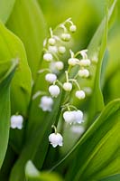 Convallaria majalis, Lily of the Valley