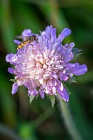 Knautia arvensis - Field Scabious - with hoverfly