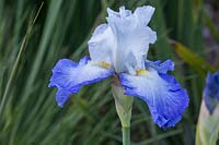 Iris barbata 'Alize' 