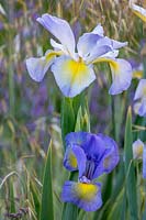 Iris cypriana