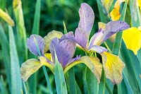 Iris spuria 'Everglow' 