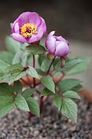 Paeonia cambessedesii - Majorcan peony - growing in a terracotta pot with 
gravel mulch 