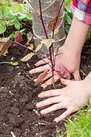 Planting Hyacinth beans - Dolichos lablab 