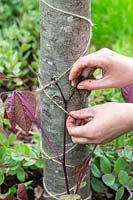 Woman carefully attaching Hyacinth beans - Dolichos lablab - to garden twine on rustic post. 