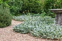 Stachys byzantina 'Silver Carpet' growing in gravel garden