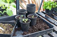 Seedlings of Potentilla 'Monarch's Velvet'