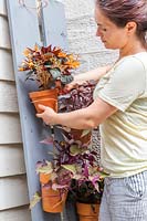 Woman tending to plants in pot on long boards - lants include Begonia 'Glowing Embers' and Ipomoea